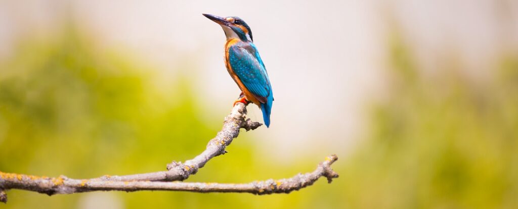 kingfisher, bird, branches-2363879.jpg